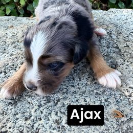 Ajax - Blue merle male Aussiedoodle puppy in Bakersfield, California from Annie's Aussies
