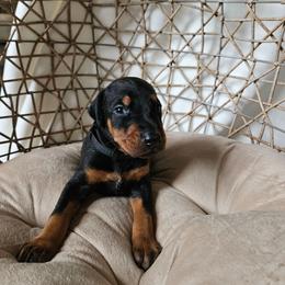 Atlas (black) - Black and rust male Doberman Pinscher puppy in Hamilton, Ohio from Little Dragon Dobermans