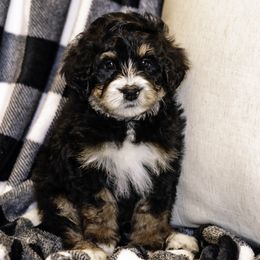 Light Blue Boy - Bernedoodle puppy from Duneland Doodles