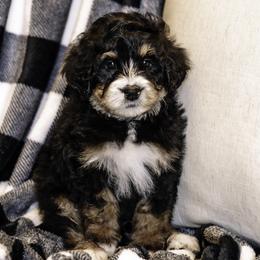 Light Blue Boy - Bernedoodle puppy from Duneland Doodles