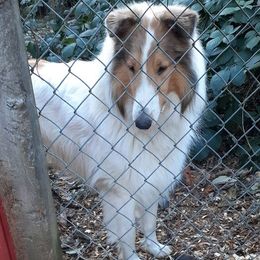 Albus - Collie
