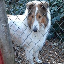 Albus - Collie