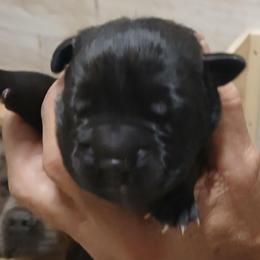 Last born. - Black male Cane Corso puppy in Los Lunas, New Mexico from Top Gun Kennels NM