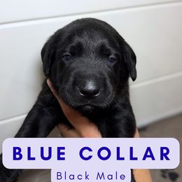 Dark Blue Collar - Black male Dilute Retriever puppy in Dover, Delaware from Virdin’s Silver Labs