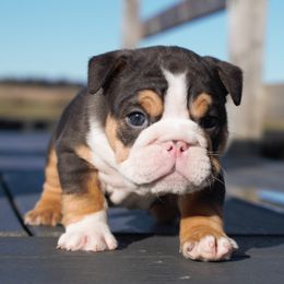 Boxer, Bulldog, and French Bulldog Puppies from Hillview Kennels