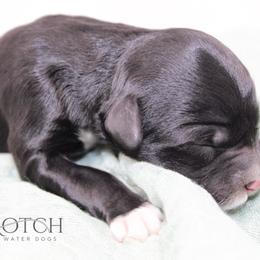 Girl 1 - Black and white female Portuguese Water Dog puppy in Asheville, North Carolina from Top Notch Portuguese Water Dogs