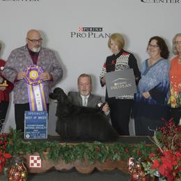 Trooper - Cocker Spaniel