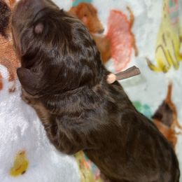Assorted Doodle Crosses and Poodle Puppies from CC Poodles and Doodles