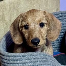 Dachshund and Doberman Pinscher Puppies from Notori Dobermans