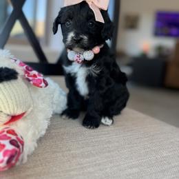 Valentine - Black and white female Aussiedoodle puppy in Arizona from Coats of Many Colors LLC