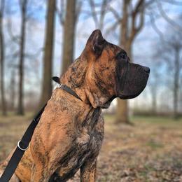 Anne - Perro de Presa Canario