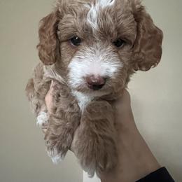 Boy 2 - Apricot Goldendoodle puppy in Wendell, North Carolina from Doodles of Cedar Creek Farm