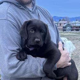 Girl 1 - female Labrador Retriever puppy in Helena Valley Northeast, Montana from SR Labrador Retrievers