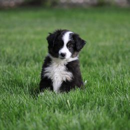 Miniature American Shepherd, Miniature Australian Shepherd, and Toy Australian Shepherd Puppies from Little Dipper mini Americans and toy Aussies