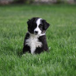 Miniature American Shepherd, Miniature Australian Shepherd, and Toy Australian Shepherd Puppies from Little Dipper mini Americans and toy Aussies