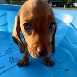 Dachshund Puppies from Mini Doxies of the South