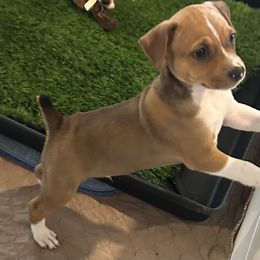 Brut' - Red white and sable male Rat Terrier puppy in Savoy, Texas from Rockin EZ Rat Terriers