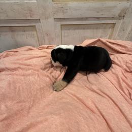 Bulldog Puppies from Bulldog's 4 Brothers