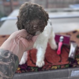 Puppy 4 - Brown male Lagotto Romagnolo puppy in Chico, California from Anna’s Lagottos