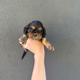 Buzz - Black white and tan male Cocker Spaniel puppy in Tucson, Arizona from Desert Puppies