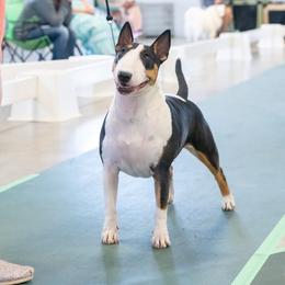 Chani - Bull Terrier