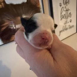 Penelope - Parti female Yorkshire Terrier puppy in Florence, Kentucky from 4paws4ever by Design