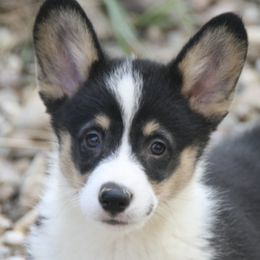 Companion Crosses, Miniature Australian Shepherds, and Pembroke Welsh Corgis from Dakota Toy Aussies
