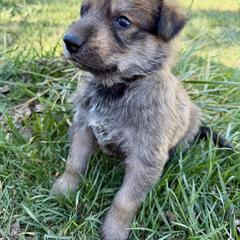 Big Blue Boy - Fawn male Berger Picard puppy in Albuquerque, New Mexico from Zia Picards Kennel