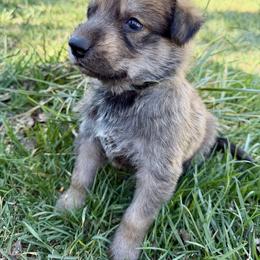 Big Blue Boy - Fawn male Berger Picard puppy in Albuquerque, New Mexico from Zia Picards Kennel