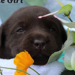 Labrador Retrievers from Precious Mountain View Labrador & Precious MT Silver Labrador