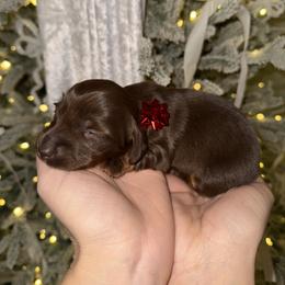 Dachshund Puppies from Doodle Bugs Doxies