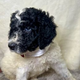 Martin - Parti Poodle puppy in Lakeland, Florida from Gulfside Poodles