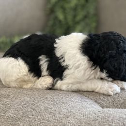 Poodle Puppies from Home of Doodles