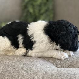 Poodle Puppies from Home of Doodles