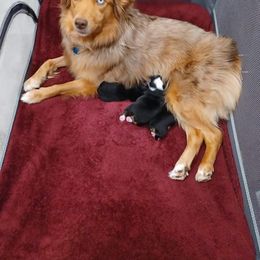 Australian Shepherd Puppies from S & E Delightful Aussies