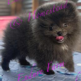Cookie - Blue female Pomeranian puppy in Plantersville, Texas from Endure Farm Inc