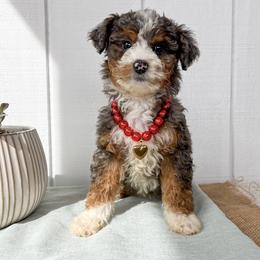 Sally - Blue merle female Aussiedoodle puppy in Omro, Wisconsin from Crystal Ridge Doodles