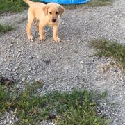 French Brittany and Labrador Retriever Puppies from Mackinaw Valley Gun Dogs