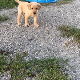 French Brittany and Labrador Retriever Puppies from Mackinaw Valley Gun Dogs