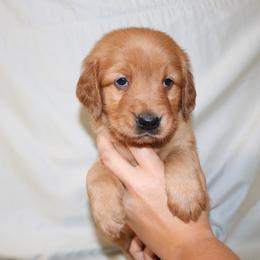 Nettle - Dark golden male Golden Retriever puppy in New Weston, Ohio from Bertke AKC Golden Retrievers and Bernese Mountain Dogs