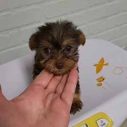 Yorkshire Terrier Puppies from Glitter And Glitz Yorkies