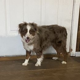 Poodle and Toy Australian Shepherd All Grown Up from 2B Aussies