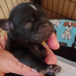 Danny - Red male Shih Tzu puppy in Palmyra, New York from Karen's Tzus of Palmyra-Macedon