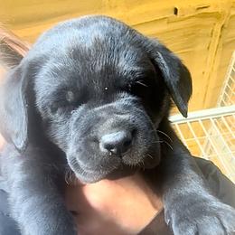 Midnight Falling Leaf - Black female Labrador Retriever puppy in Baldwin City, Kansas from Hedge Lane Labradors