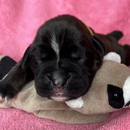 Girl 5 - Brindle female Boxer puppy in Plainwell, Michigan from Hope's Beautiful Boxers