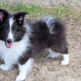 Jack - Black and white male Shetland Sheepdog puppy in Conway, Missouri from Brooks's little darlings