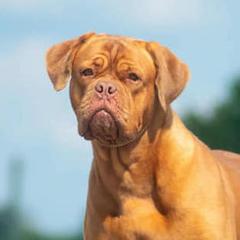 Shandy - Dogue de Bordeaux