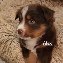 Alex - Red tri male Miniature Australian Shepherd puppy in Waxhaw, North Carolina from Cane Creek Aussies