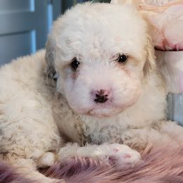 Bernedoodle Puppies from Mt. Rainier Doodle Dogs