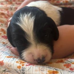 Duke - Black and white male English Springer Spaniel puppy in St Johnsbury, Vermont from Paradise Valley Springers